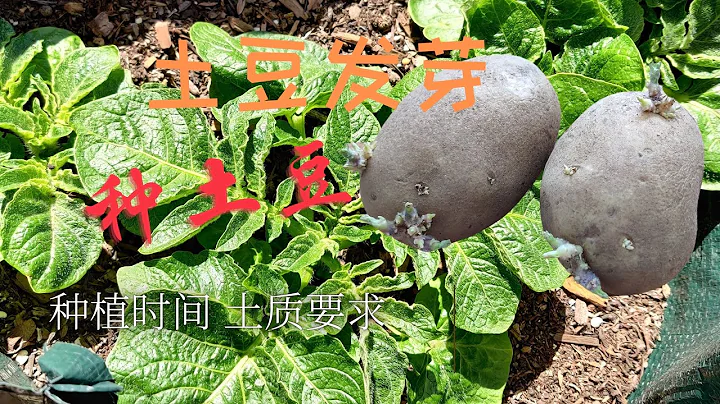 家裡的土豆發芽了 不要扔 現在正是種土豆的季節 種在地里收穫一堆土豆 #養花種菜# - 天天要聞