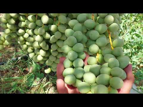 إنتاج غزير ووفير في إنتاج النخيل البرحي لموسم ٢٠٢٤