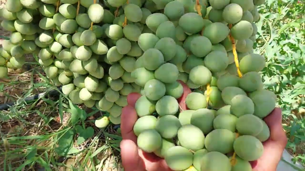 إنتاج غزير ووفير في إنتاج النخيل البرحي لموسم ٢٠٢٤