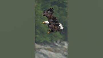 Eagle flys full speed through rain storm, grabs a dying fish from the water and swallows it whole.