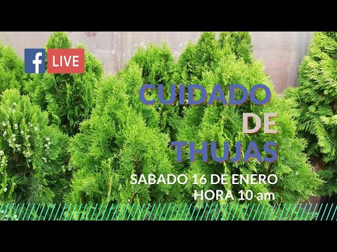 Vídeo: Thuja Globular: Crescendo E Cuidando