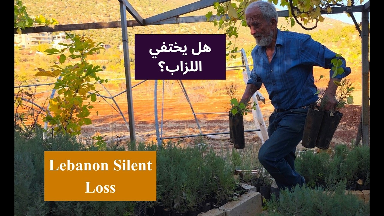ليش اللزاب مهم بلبنان؟ حارس الجبال الذي يختفي بصمت ?Why Are Juniper Trees So Important in Lebanon