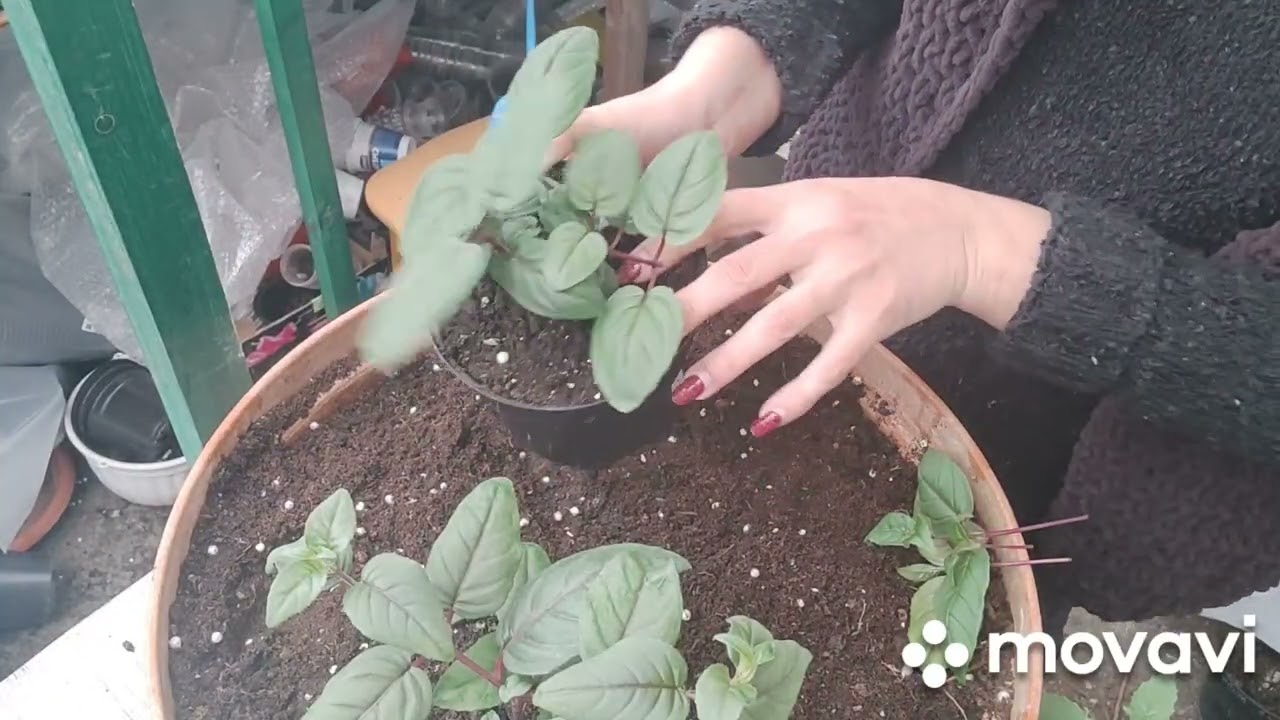 Не жалея режу фуксию. Формирование и укоренение 14.02.2026 #формирование#фуксия#черенки#укоренение#