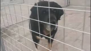Tibetan mastiff  (4)