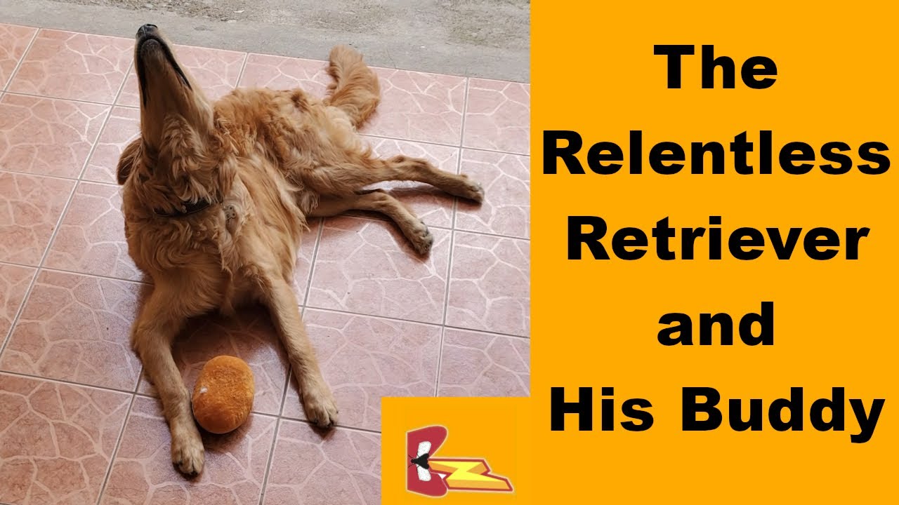 The Relentless Retriever and His Buddy - Starring Otto and Buddy