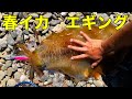【2キロUP登場】初心者の春イカエギング！