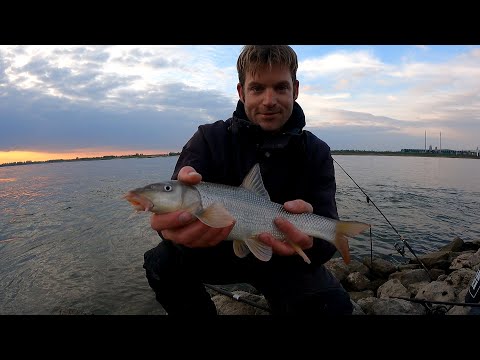 Video: Zal barbeel kaas eten?