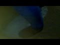 الشولحي مخربش 