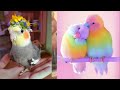 Cute and funny pet (P5) | 👉 Cute Parrots Doing Funny Things 💖 2020