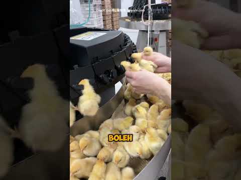 Daging Anak Ayam