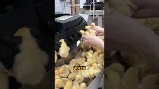 Peternak Wajib Tahu Satu Hal Penting Sebelum Anak Ayam Dikasih Pakan shorts