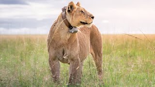 Lion Conservation The Collaring Of Kito