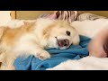半年ぶりの再会で号泣する犬の姿をみて泣きそうになりました...【ゴールデンレトリバー・ボーダーコリー】