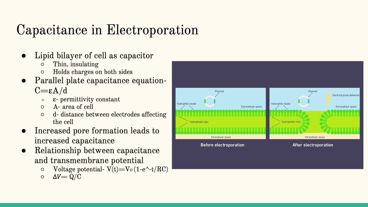 Elizabeth Gordon Physics 192 Optional Project- Electroporation