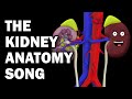 Kidney anatomy song