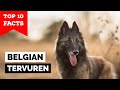 Belgian Tervuren - Top 10 Facts の動画、YouTube動画。