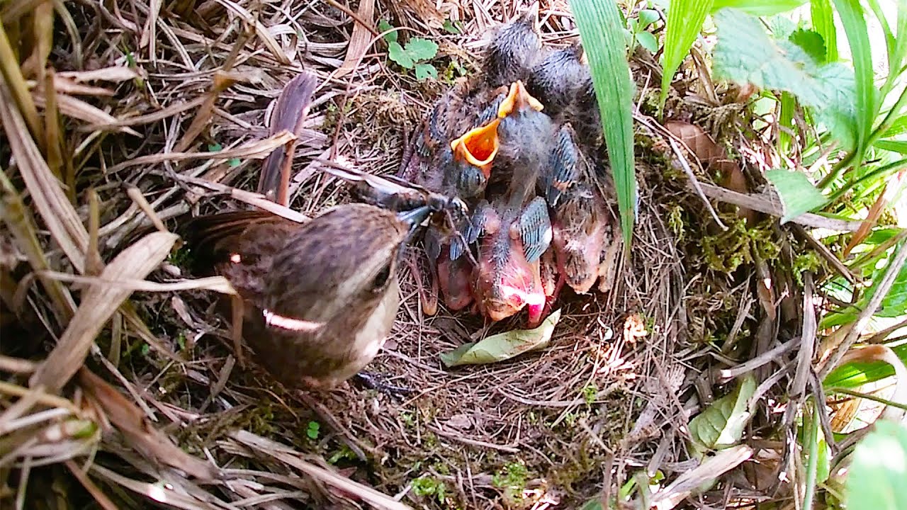 Is It Dangerous For A Baby Bird To Climb Out Of The Nest Is It Dangerous For A Baby Bird To Climb Out Of The Nest