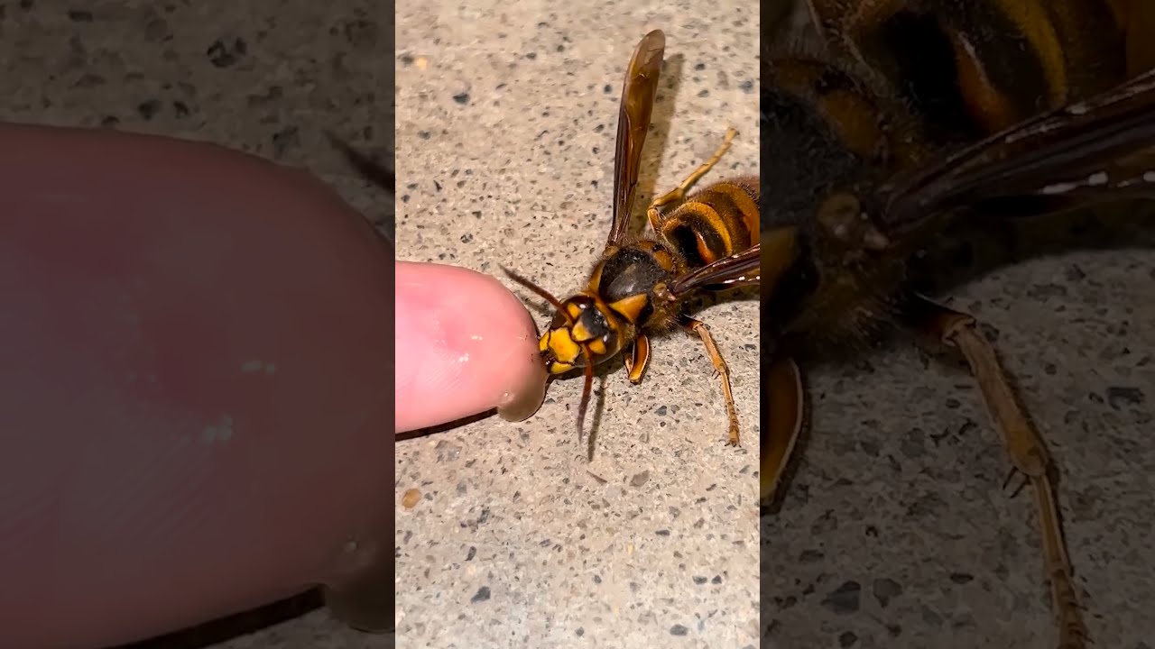 Attempting To Revive A Fading Hornet Queen With Honey