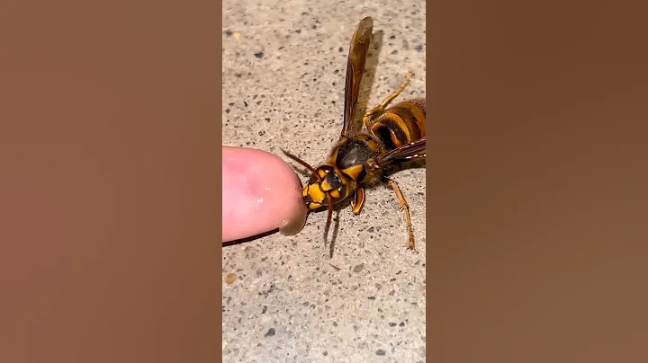 Attempting to Revive a Fading Hornet Queen with Honey