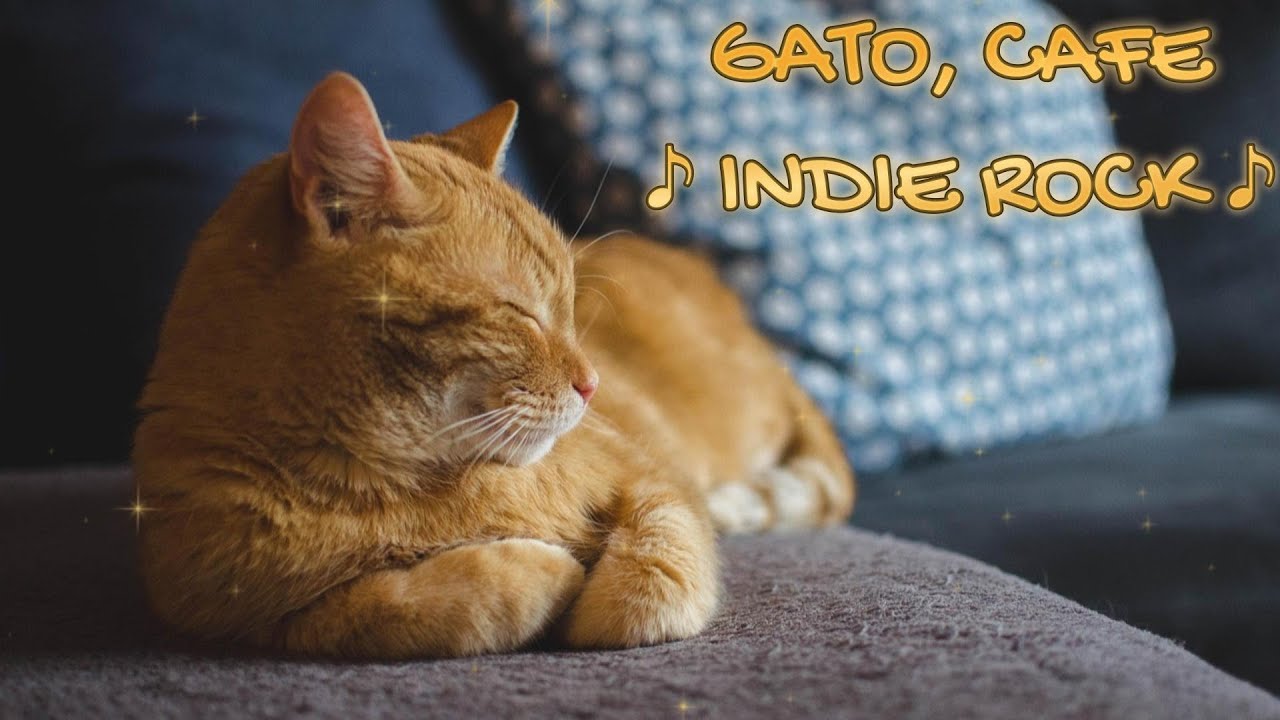 GATO CAFE - INDIE ROCK 