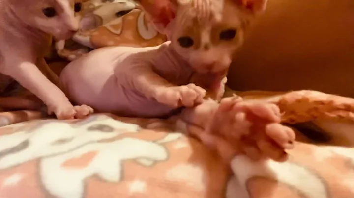 Video 11427091: sphynx baby kitten, sphynx boy