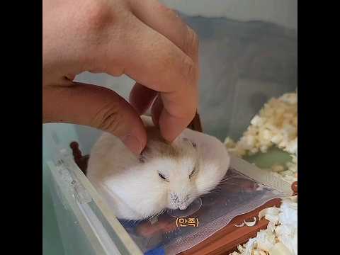 귀여운 햄스터 표지 2