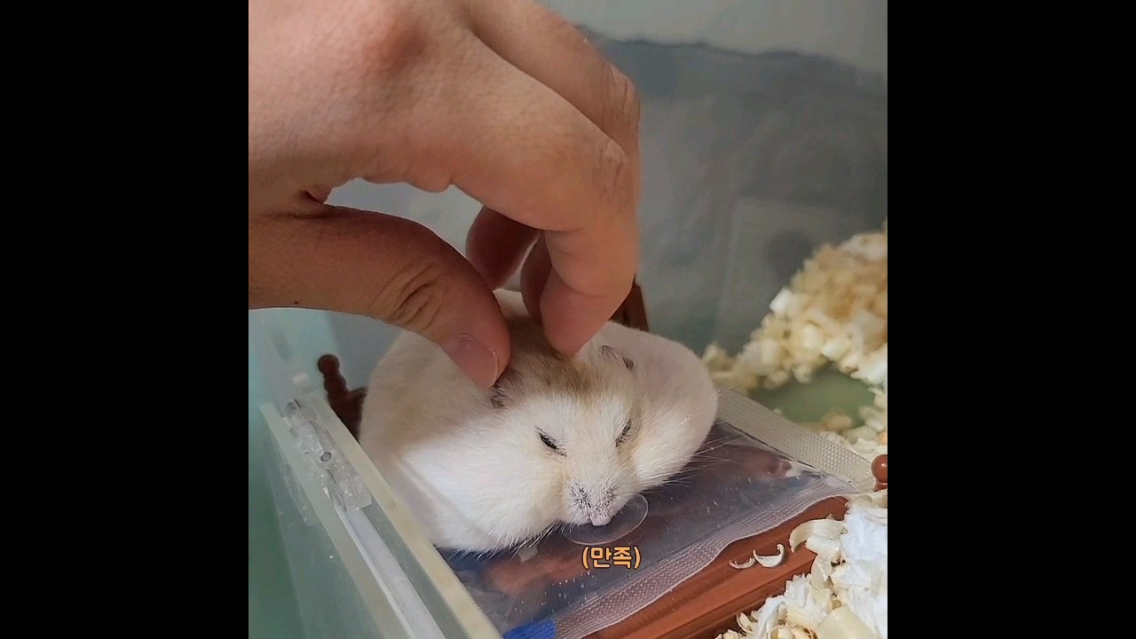 침대위에 햄스터를 재우는 방법