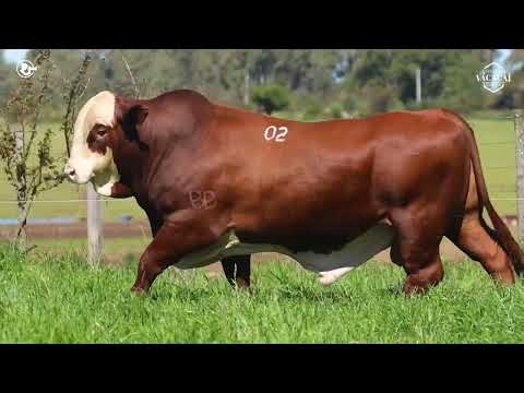 LOTE 33   TAT M02 M Braford