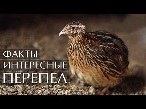 Перепел -  интересные факты