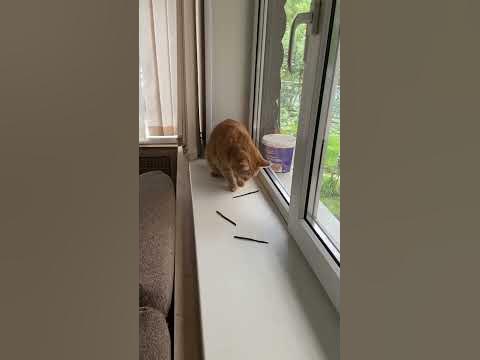 #кот#абрикос#cat#пушистик#рыжаявредина#люблюнемогу😍 ️🐈 - YouTube