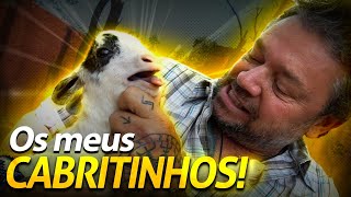 VISITANDO MINHAS MINICABRAS! | A CASA DOS BICHOS