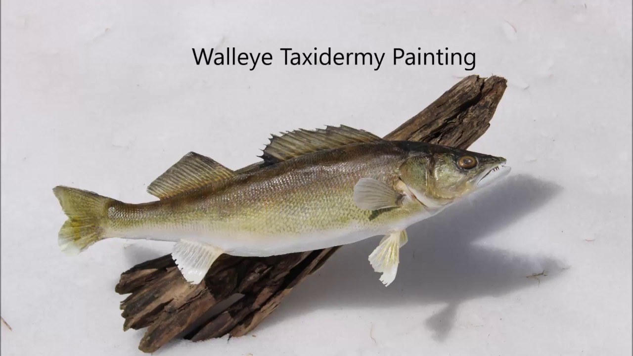 Walleye Taxidermy Painting YouTube