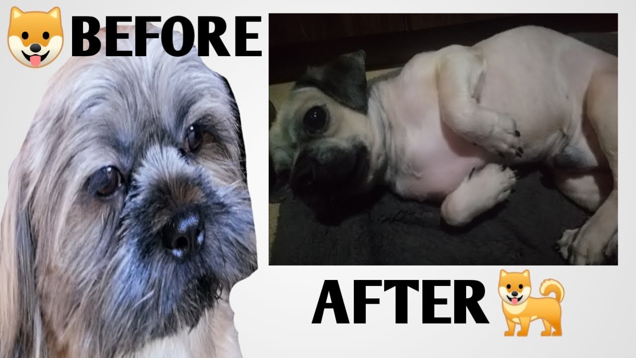 How to Groom a Shih Tzu Very Matted? DIEGO Shih Tzu Grooming YouTube