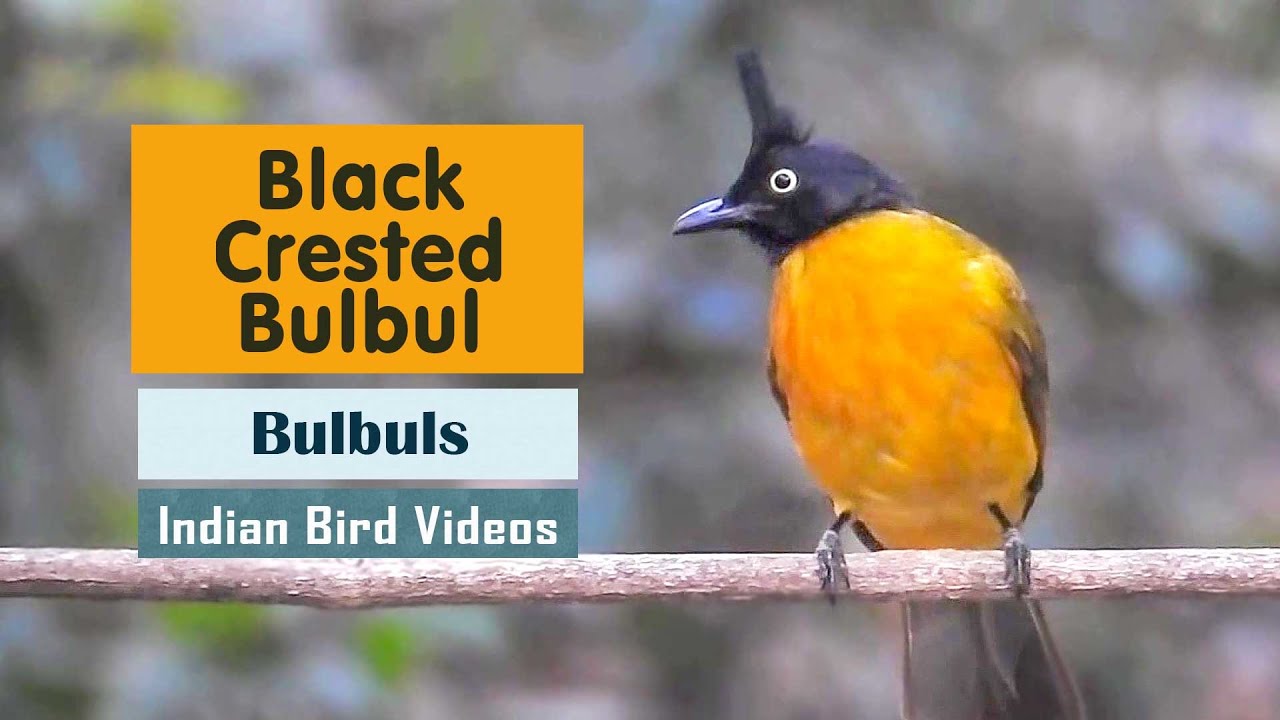 The Black-crested Bulbul (Pycnonotus flaviventris) 