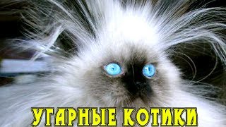 Приколы с кошками и котами #8. Подборка смешных и интересных видео с котиками и кошечками Приколы с кошками и котами #8. Подборка смешных и интересных видео с котиками и кошечками
