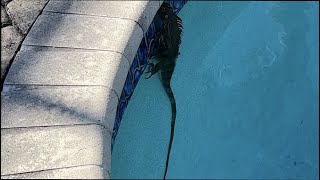 An Iguana Decided to Swim in the Pool in South Florida