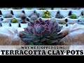 Terracotta Clay Pots for Succulents VS Plastic pots | 다육식물 | 多肉植物 | Suculentas