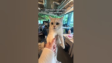 What Happens When a Cat Visits the Office?