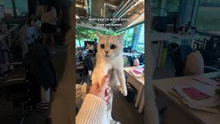 What Happens When a Cat Visits the Office?