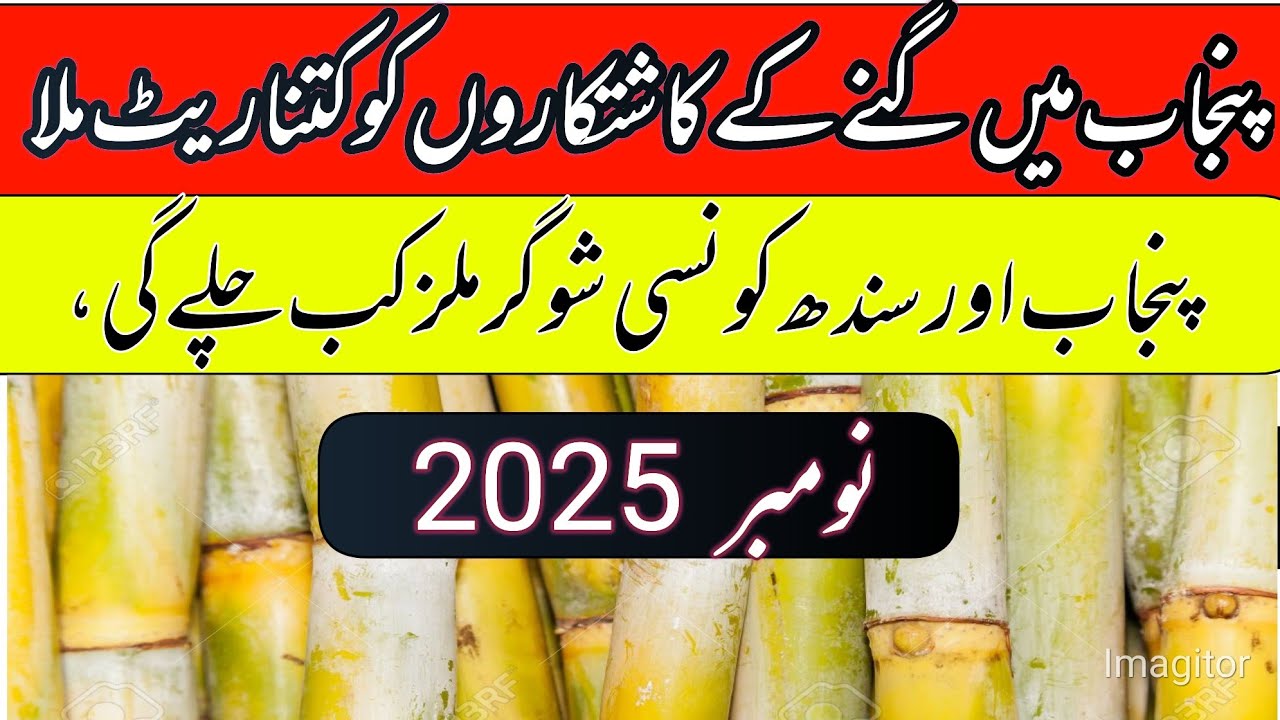 Sugacane support price in Punjab pakistan 2025-26/shugarcane varaity rates updates/local farmers