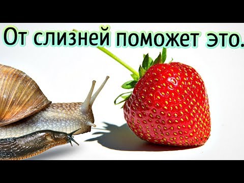 Слизни на километр не подползут к клубнике! Как бороться со слизнями на клубнике?