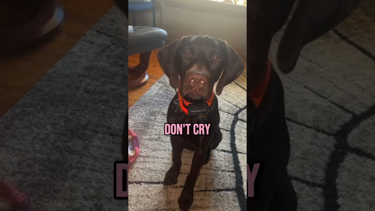 This Dog Started Crying Because Shorts Sad Dogs Animals