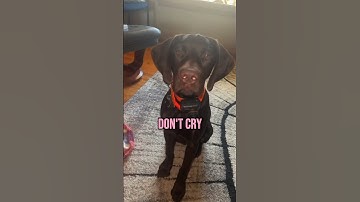 This Dog Started Crying  Because…. 🥲🥲 #dog #shorts #sad #dogs #animals
