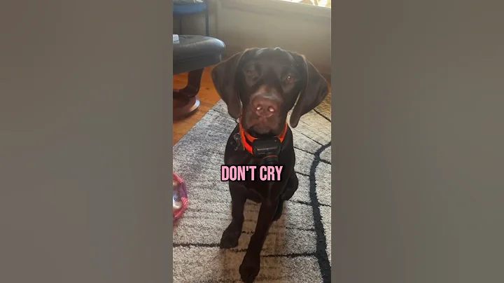 This Dog Started Crying  Because…. 🥲🥲 #dog #shorts #sad #dogs #animals