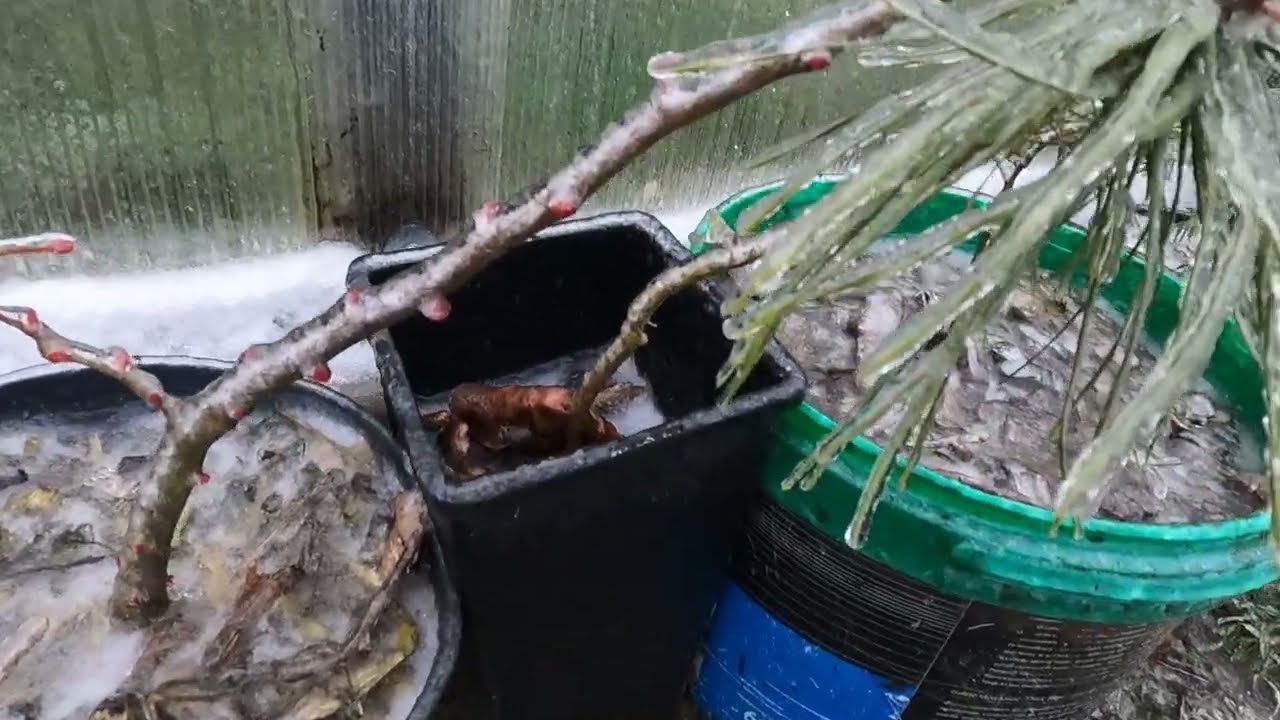 Takiej gołoledzi ja w życiu nie widziałem🥶. Ogród skuty lodem😱