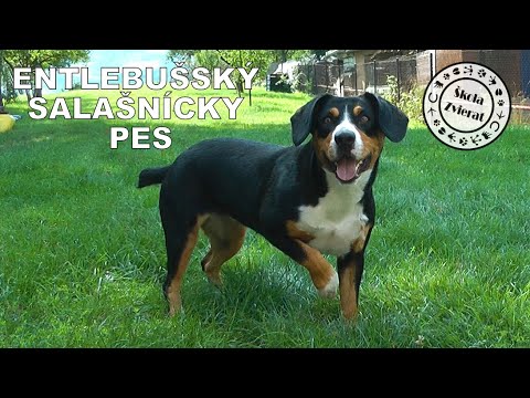 Video: Fínsky Lapphund