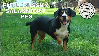 Škola Zvierat - Entlebušský Salašnícky Pes