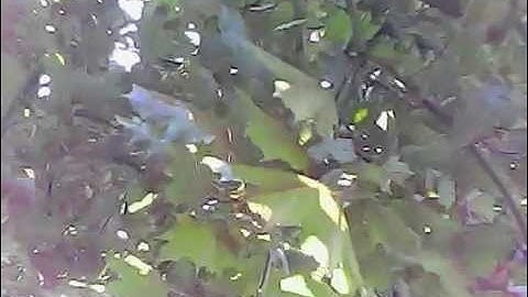 Drone Crashes Into Tree