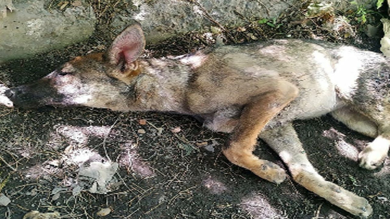 Rescued the poor dog that was hit by a car for 3 days, but no one ...