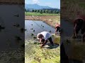 traditional rice planting techniques #farming #shorts
